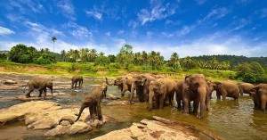 Gajah di Way Kambas Lampung